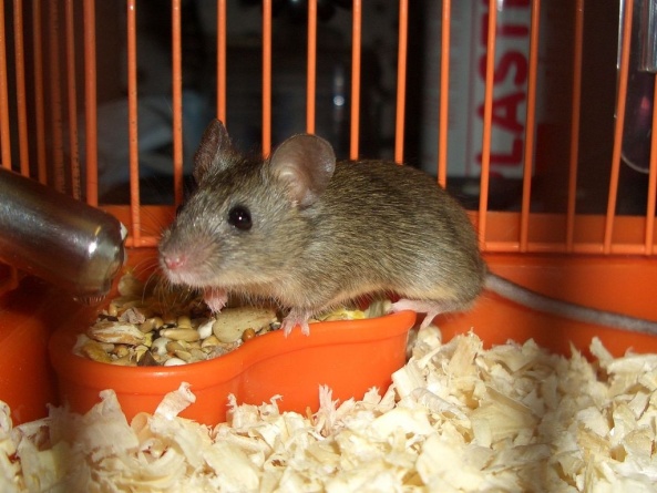 Лечение декоративных мышей фото 1