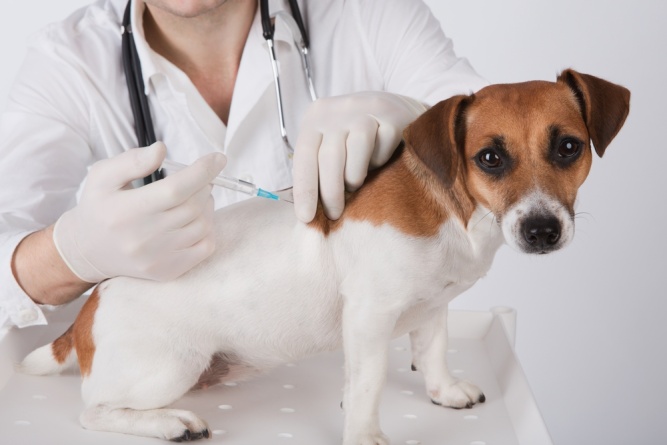 Вакцинация собак Нобивак DHPPI RL (комплексная с бешенством) фото 1