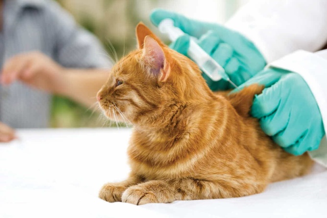 Вакцинация кошек Нобивак (без бешенства) фото 1