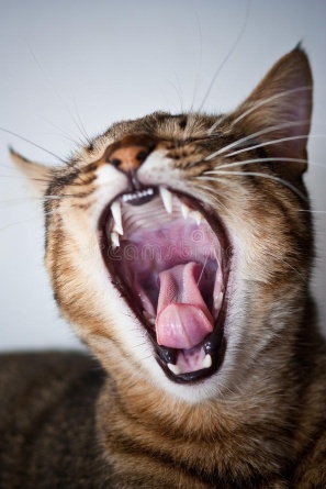 Удаление зубов кошкам и котам фото 1